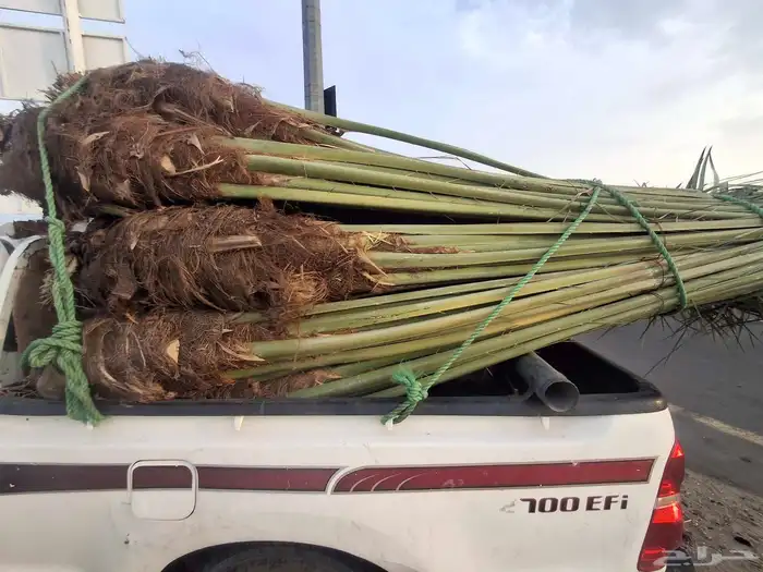 نخل البيع بجميع انواعه اطايف مكه 3