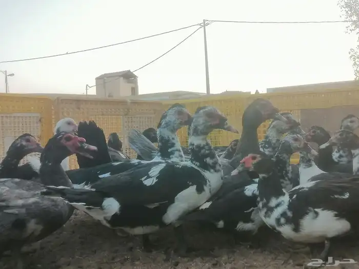 بط مصري مسكوفي 0