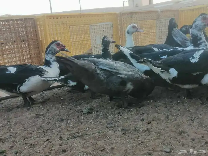 بط مصري مسكوفي 1