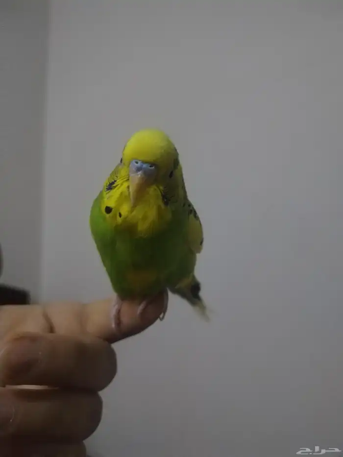 ذكر بادجي 0