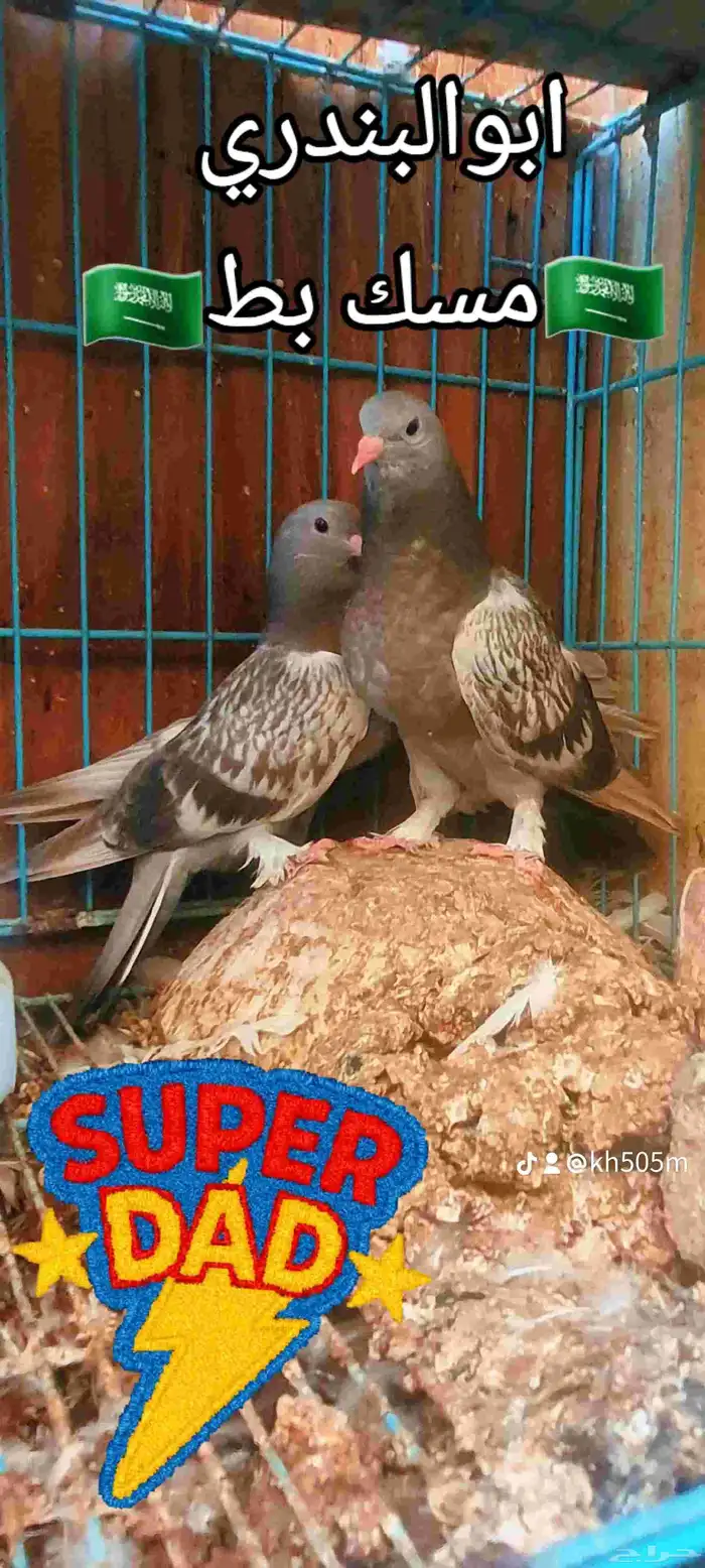 حمام عراقي مسك بطه 0