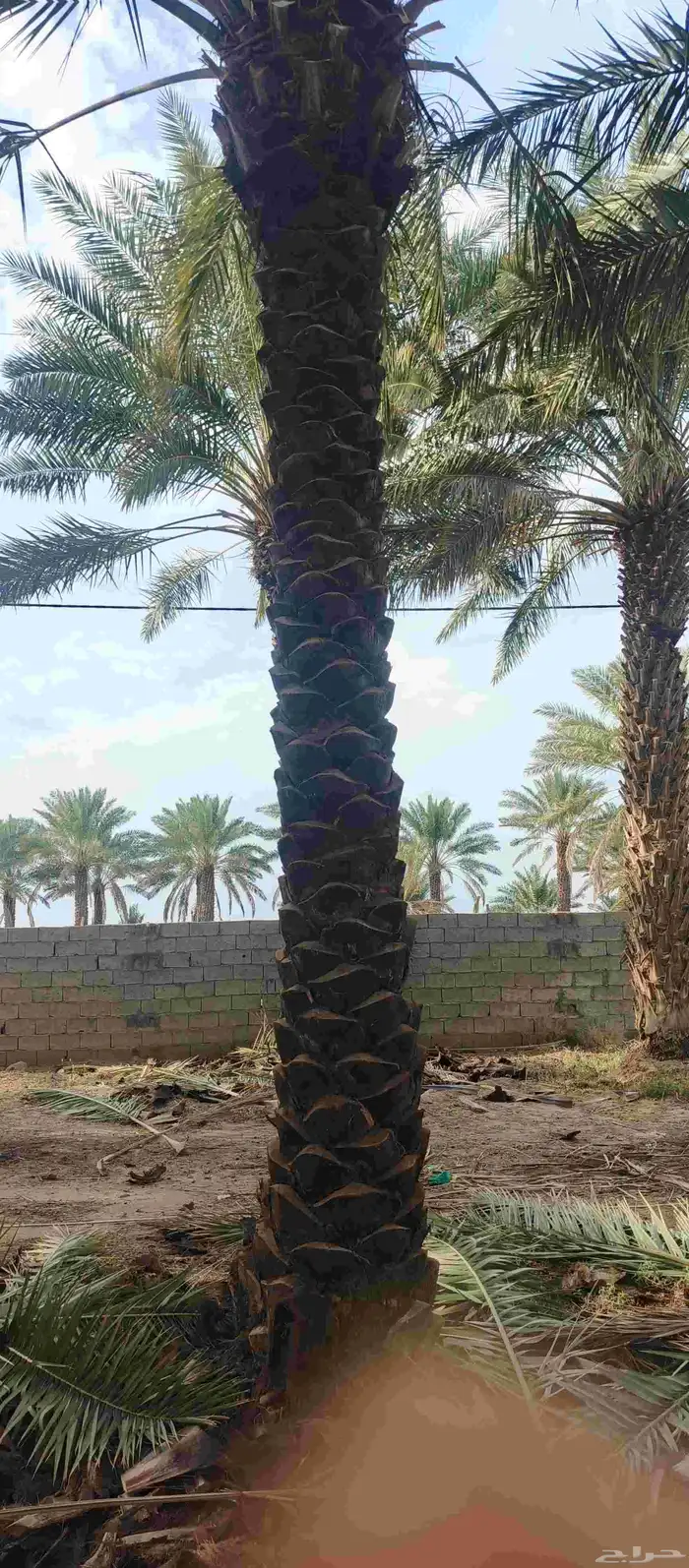 نقوم بتكريب النخيل تكريب هلا وتكريب عاد ونقلع ونغرس جميع انو 0