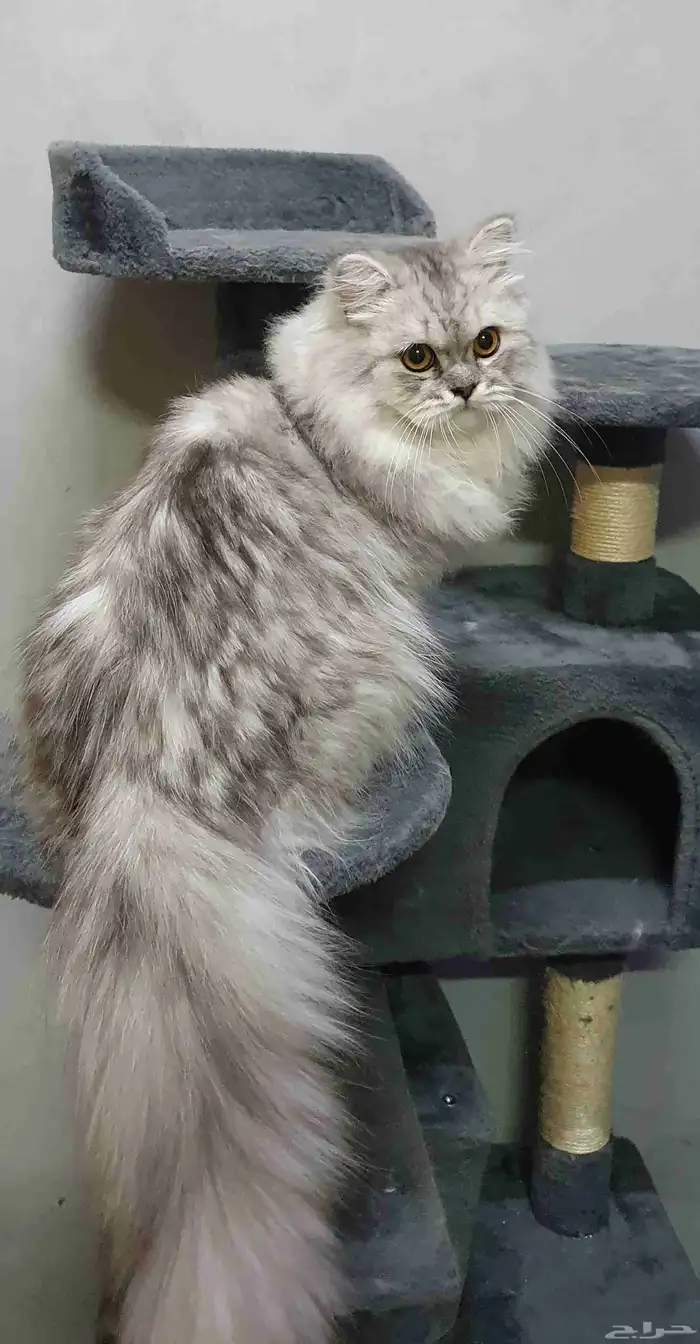 فندقة قطط الخفجي 2