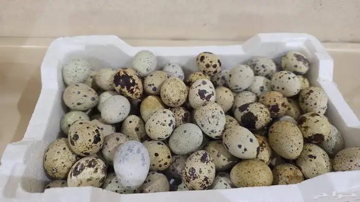 بيض سمان طازج 0