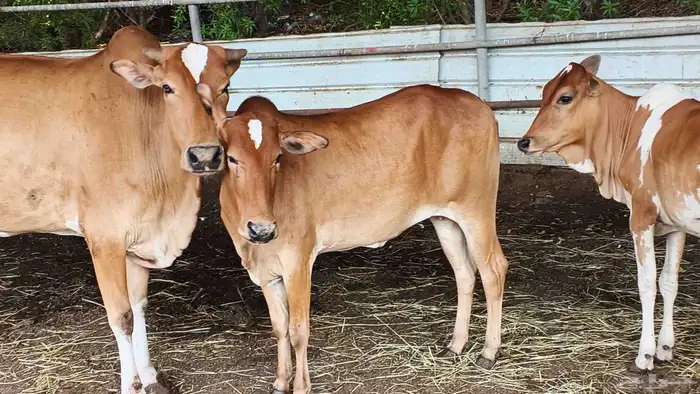 معنا ثنتين مقر درر ومعنا خبيش بلدي لباني رقم واحد 3