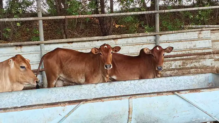 معنا ثنتين مقر درر ومعنا خبيش بلدي لباني رقم واحد 5