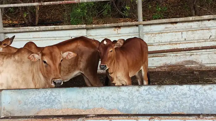 معنا ثنتين مقر درر ومعنا خبيش بلدي لباني رقم واحد 6