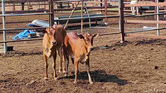 معنا ثنتين مقر درر ومعنا خبيش بلدي لباني رقم واحد 9