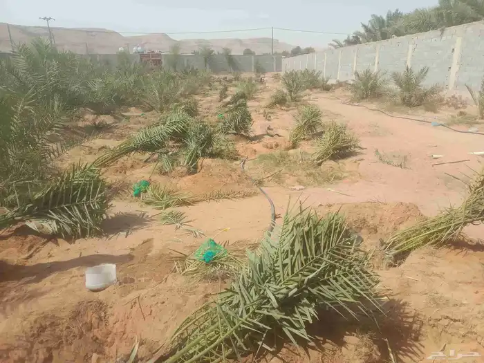 جثايث وفسايل جميع أنواع النخيل 4