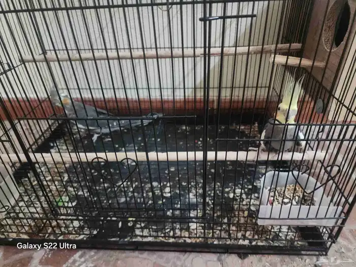 جوز كروان جاهز للأنتاج 5