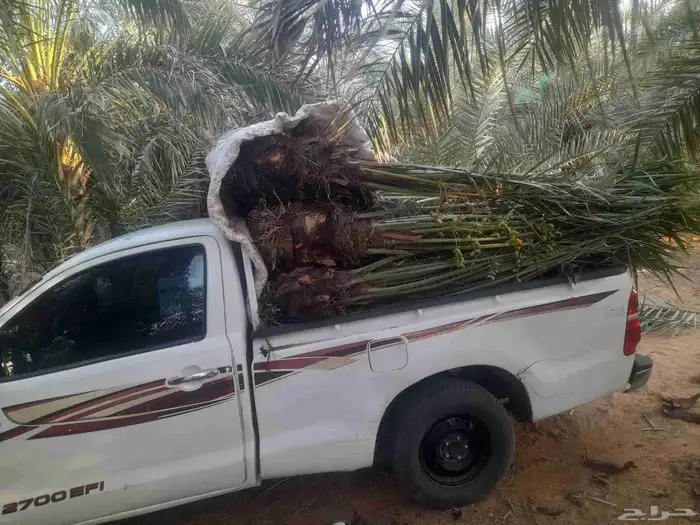 فسايل نخل للبيع 0