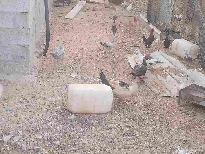 بط مصري 0