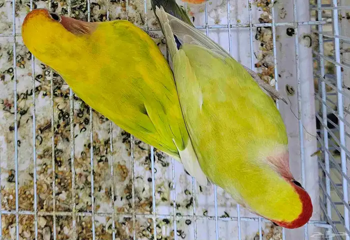 زوج روز الوان مميزة 1