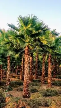 نخل مثمر اخلاص صقعي شيشي منيفي خضري نخيل مجدول واشنطني دخيني 9