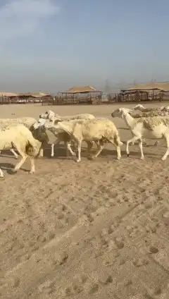مشاء الله تبارك الله غنم رخال حرش صنف عددها 60 تحتها 17 9