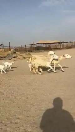 مشاء الله تبارك الله غنم رخال حرش صنف عددها 60 تحتها 17 5