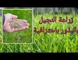 زراعه جميع انواع الاشجار والنخل والنجيل ..تزيين.قص.تقليم 6