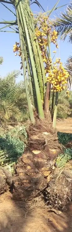يتوفر لدينا فسايل مثمرة 2