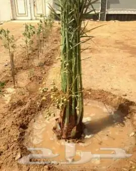 توريد وزارته النخيل 3