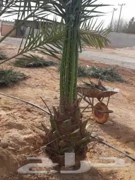 توريد وزارته النخيل 4