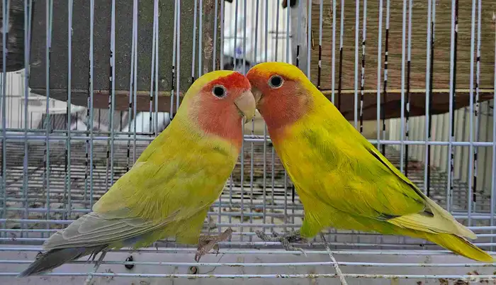 زوج روز الوان مميزة 0