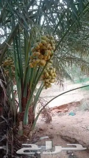 يتوفر لدينا فسايل مثمرة 5