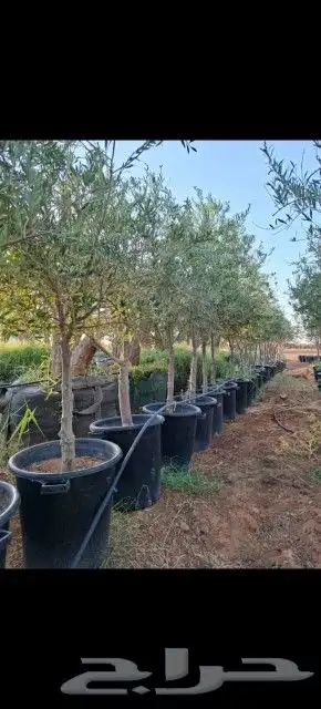 يوجد لدينا أشجار زيتون معمر ومفرع وأشجار متنوعه ترمنيليا50 9 1