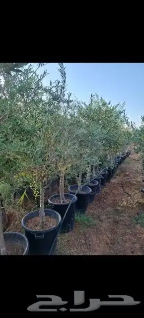 يوجد لدينا أشجار زيتون معمر ومفرع وأشجار متنوعه ترمنيليا50 9 2