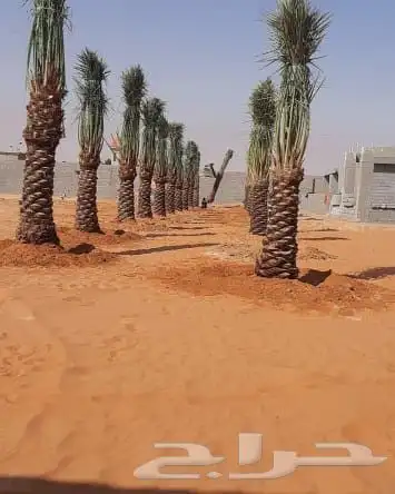 توريد وزارته النخيل 5