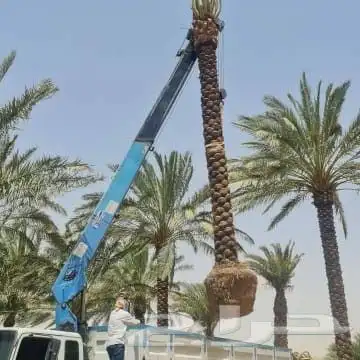 توريد وزارته النخيل 6