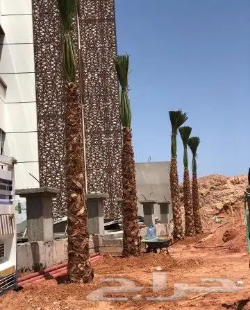 نخل مثمر اخلاص صقعي شيشي منيفي خضري نخيل مجدول واشنطني دخيني 8