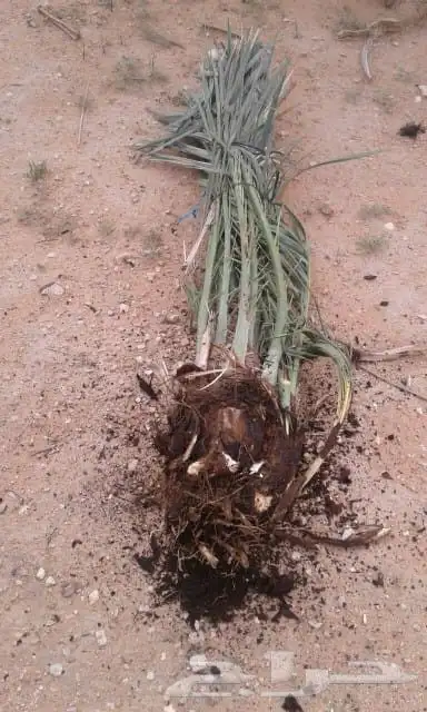 توريد وزارته النخيل 2