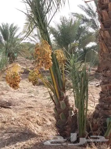 نخل مثمر اخلاص صقعي شيشي منيفي خضري نخيل مجدول واشنطني دخيني 3