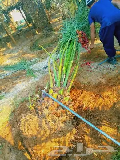 نخل مثمر اخلاص صقعي شيشي منيفي خضري نخيل مجدول واشنطني دخيني 0