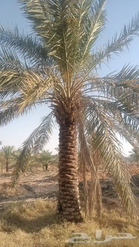 نخل سكري من 3 متر الي 3ونص 4