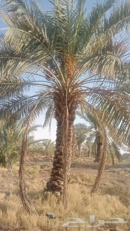نخل سكري من 3 متر الي 3ونص 1