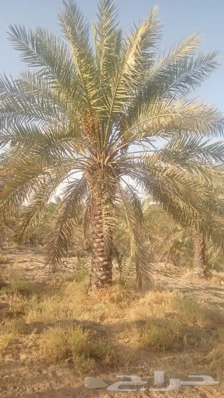نخل سكري من 3 متر الي 3ونص 2