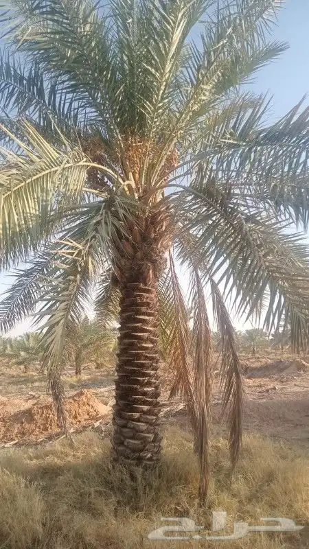 نخل سكري من 3 متر الي 3ونص 3