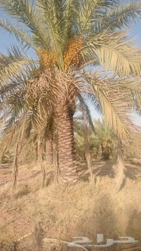 نخل سكري من 3 متر الي 3ونص 0