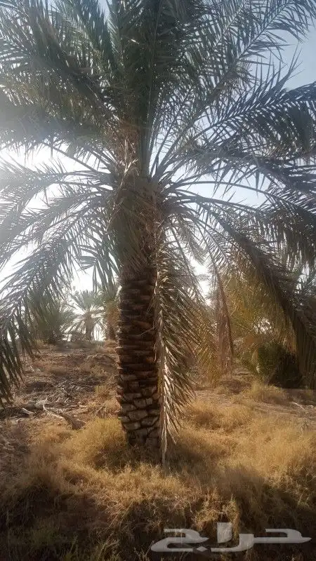 نخل سكري من 3 متر الي 3ونص 5