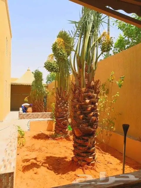 نخل مثمر اخلاص صقعي شيشي منيفي خضري نخيل مجدول واشنطني دخيني 11