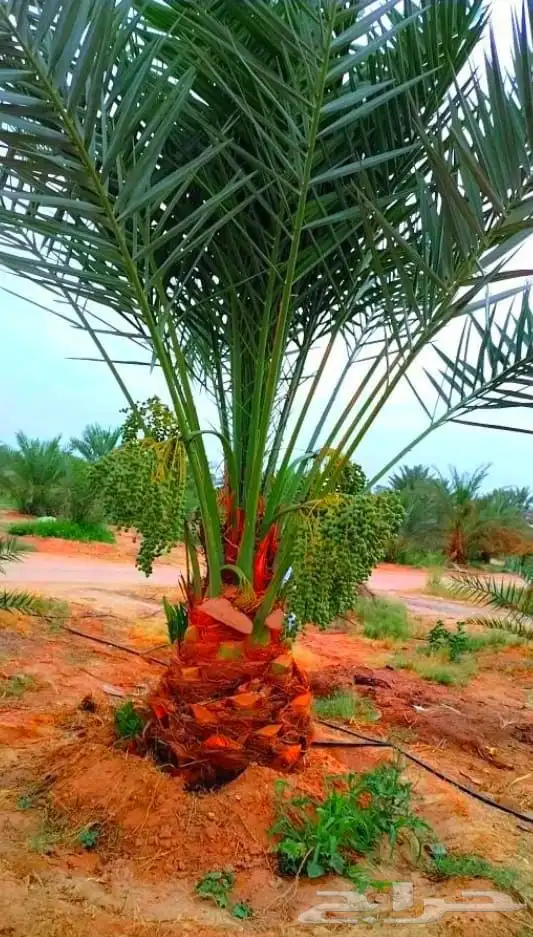 نخل مثمر نقايل جثايث اخلاص سكري برحي صقعي شيشي هلالي واشنطني 9