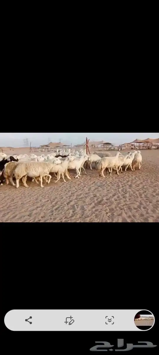 ضان حريه صنف مراح واحد وسم واحد 4