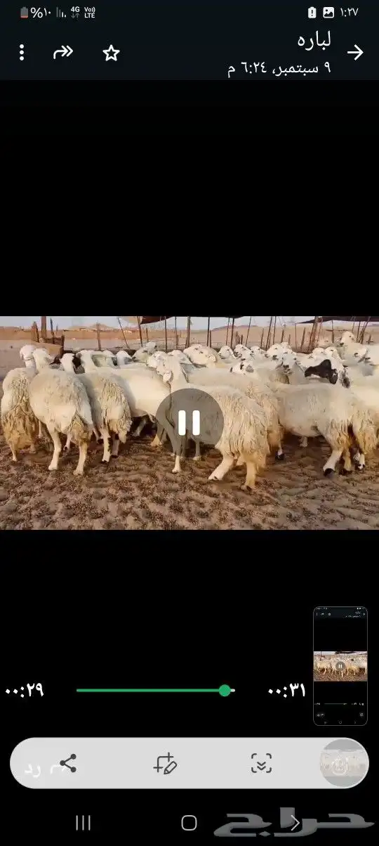 ضان حريه صنف مراح واحد وسم واحد 2