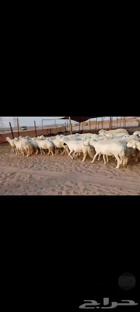 ضان حريه صنف مراح واحد وسم واحد 5