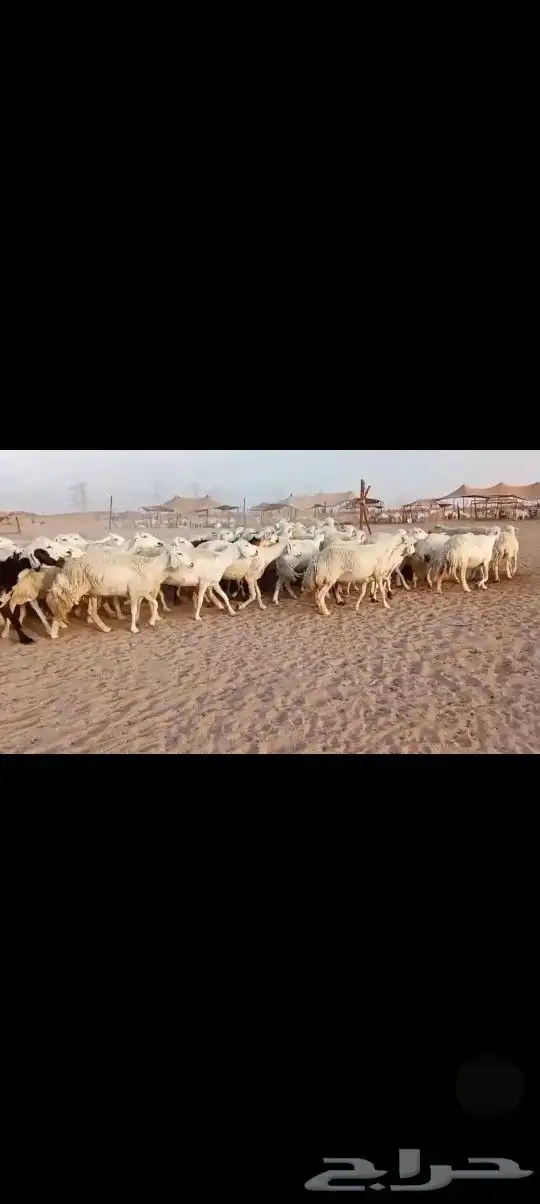 ضان حريه صنف مراح واحد وسم واحد 3