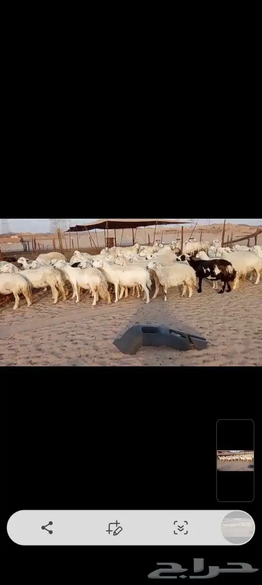 ضان حريه صنف مراح واحد وسم واحد 7