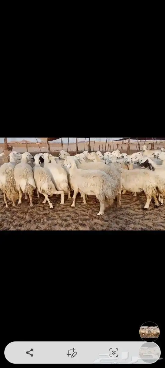 ضان حريه صنف مراح واحد وسم واحد 1