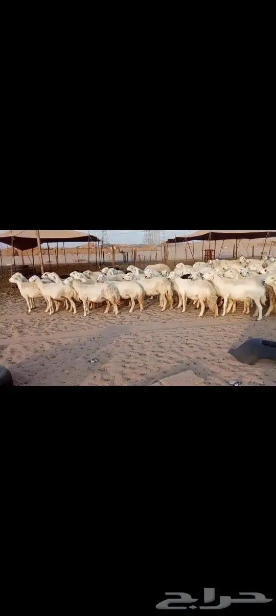 ضان حريه صنف مراح واحد وسم واحد 0