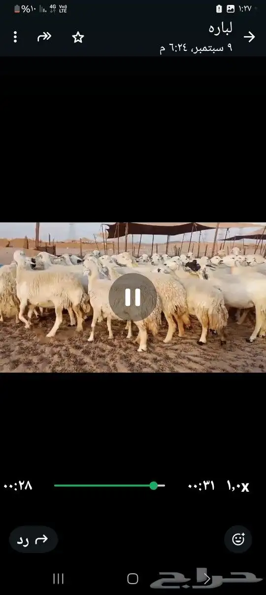 ضان حريه صنف مراح واحد وسم واحد 8